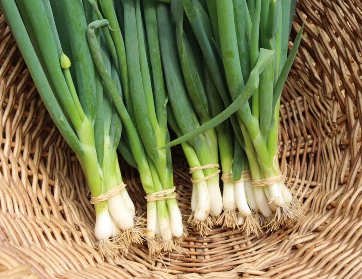 Botte de Cebette – Les Doux Jardins du Vivarais