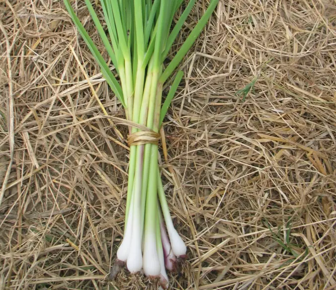 Botte Aillet frais – Les Doux Jardins du Vivarais