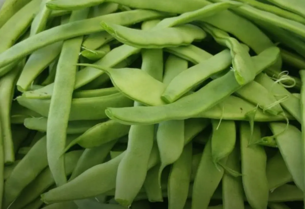 Pois gourmand – Les Doux Jardins du Vivarais