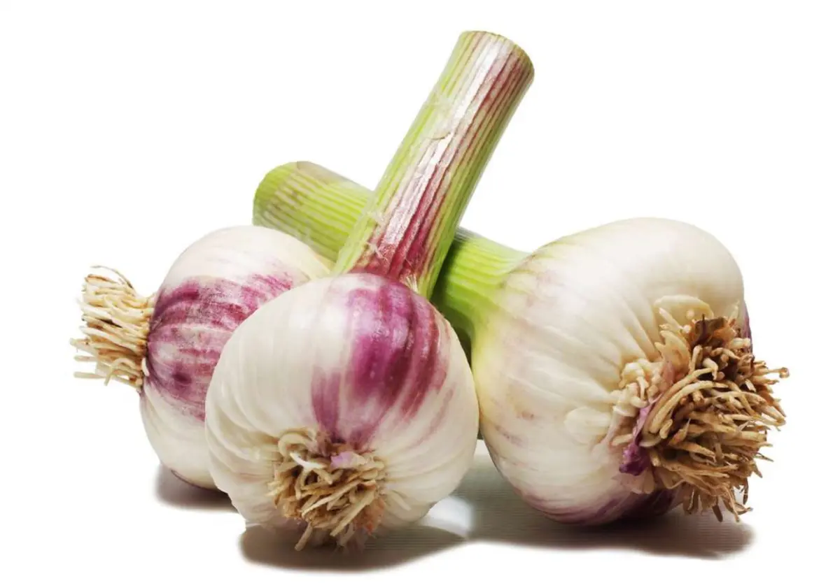 Ail Frais – Les Doux Jardins du Vivarais