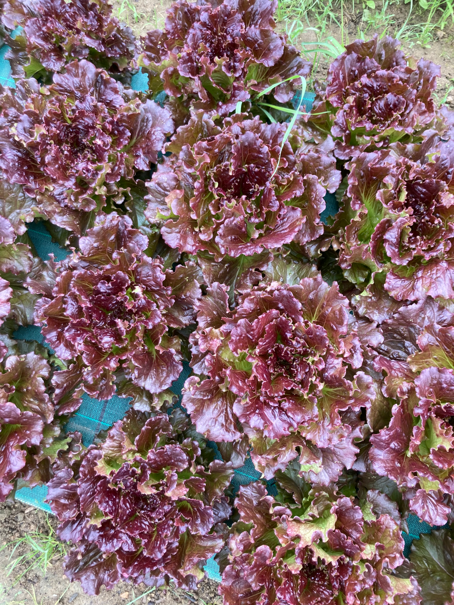 Salade Batavia Rouge – Les Doux Jardins du Vivarais