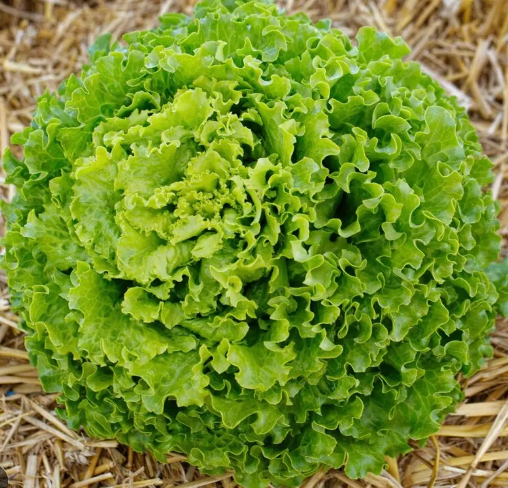Salade Verte – Les Doux Jardins du Vivarais