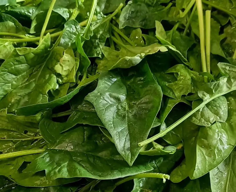 Epinard – Les Doux Jardins du Vivarais