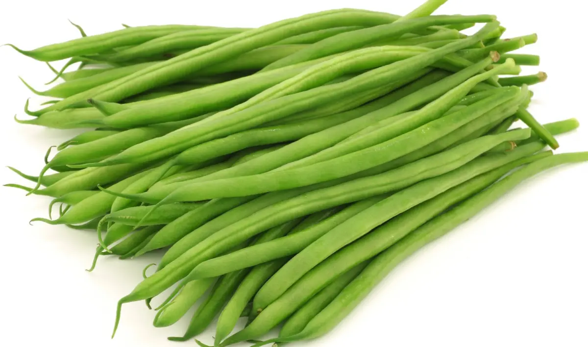 Haricot vert – Les Doux Jardins du Vivarais